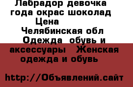 Лабрадор девочка1.5года окрас шоколад › Цена ­ 2 000 - Челябинская обл. Одежда, обувь и аксессуары » Женская одежда и обувь   